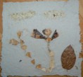 /album/papierove-listy-z-recyklovatelneho-materialu-herbar/p1540505-jpg/